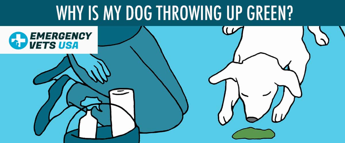 why-is-my-dog-throwing-up-green-7-main-causes-for-green-vomit