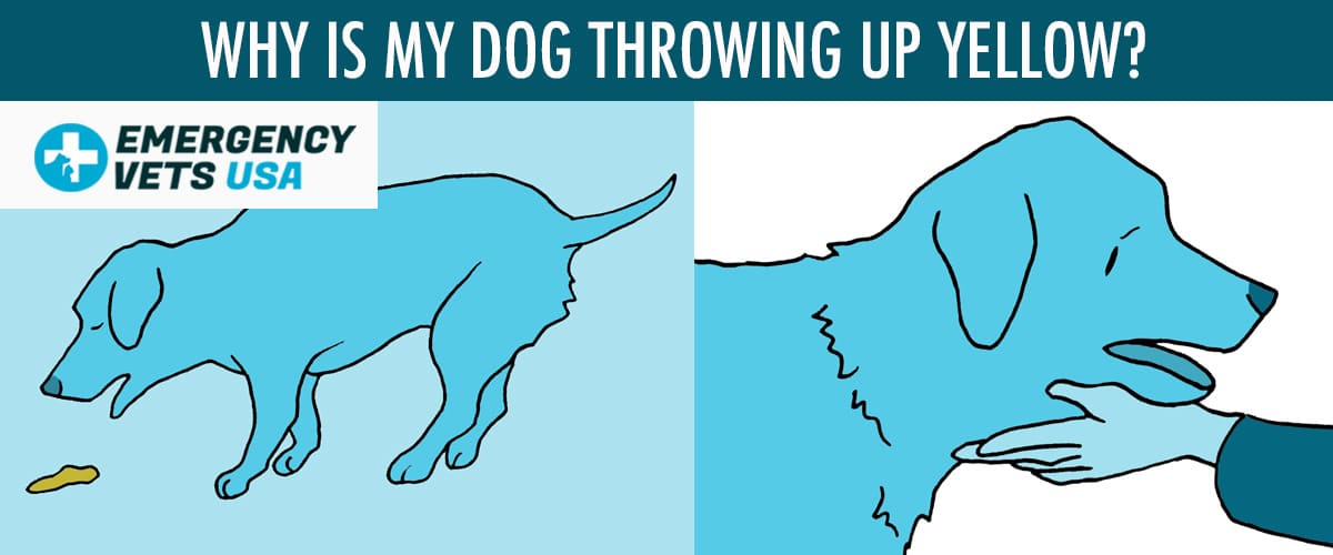 Why Is My Dog Throwing Up Yellow? 7 Possible Reasons For Yellow Vomit