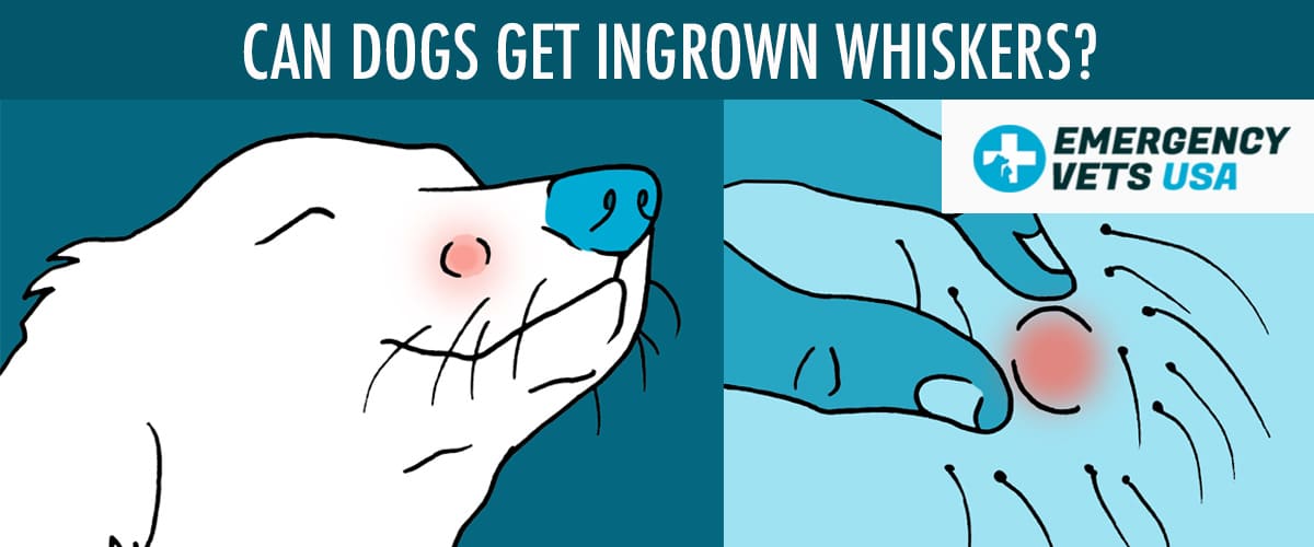 do dogs get ingrown hairs