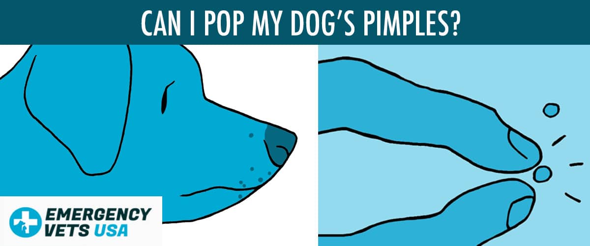 Can I Pop My Dog's Pimples? What About My Dog's Blackheads?