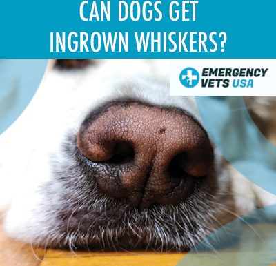 Do Dogs Get Ingrown Whiskers