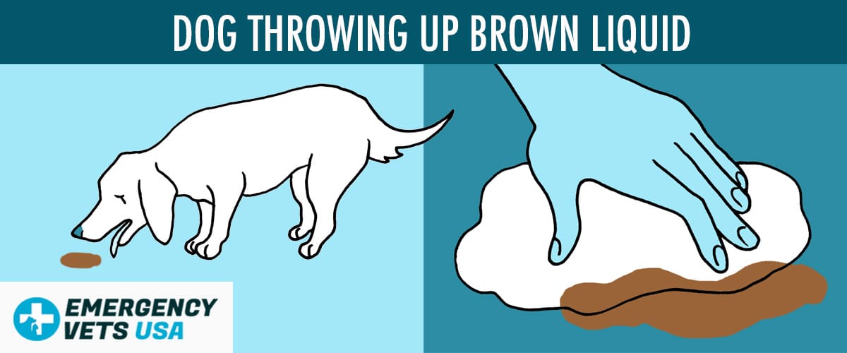 Why Is My Dog Throwing Up Brown Liquid