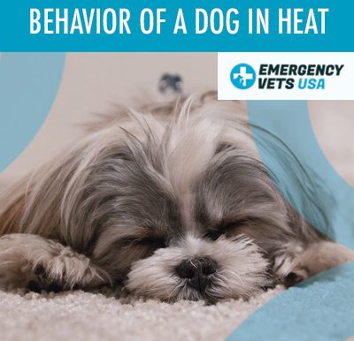 Dog In Heat Behaviors