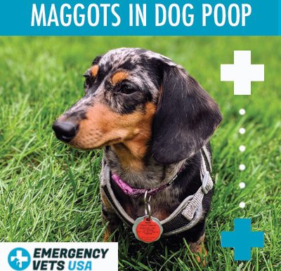 Maggots In Dog Poop