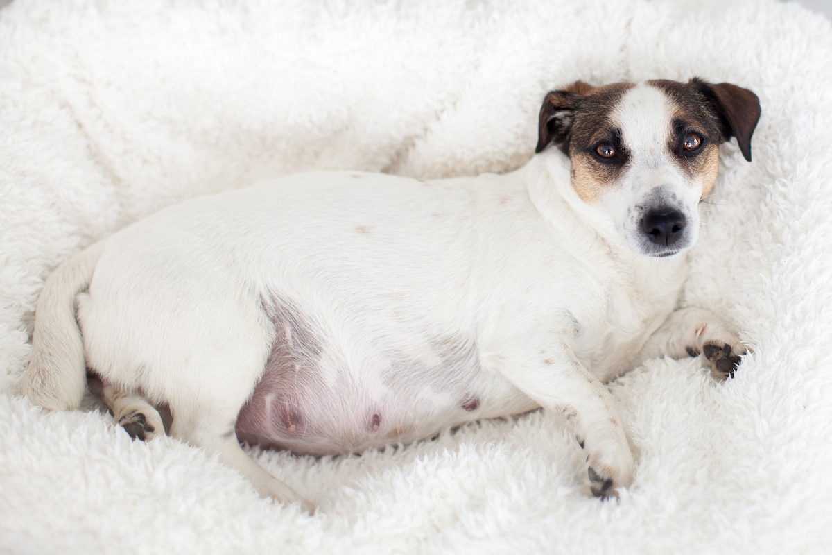 Pregnant Dog Waiting To Give Birth