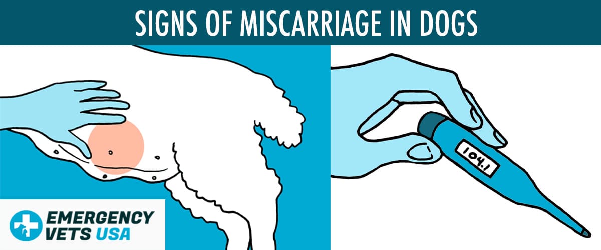 Signs Of Miscarriage In Dogs How To Know If This Is Happening