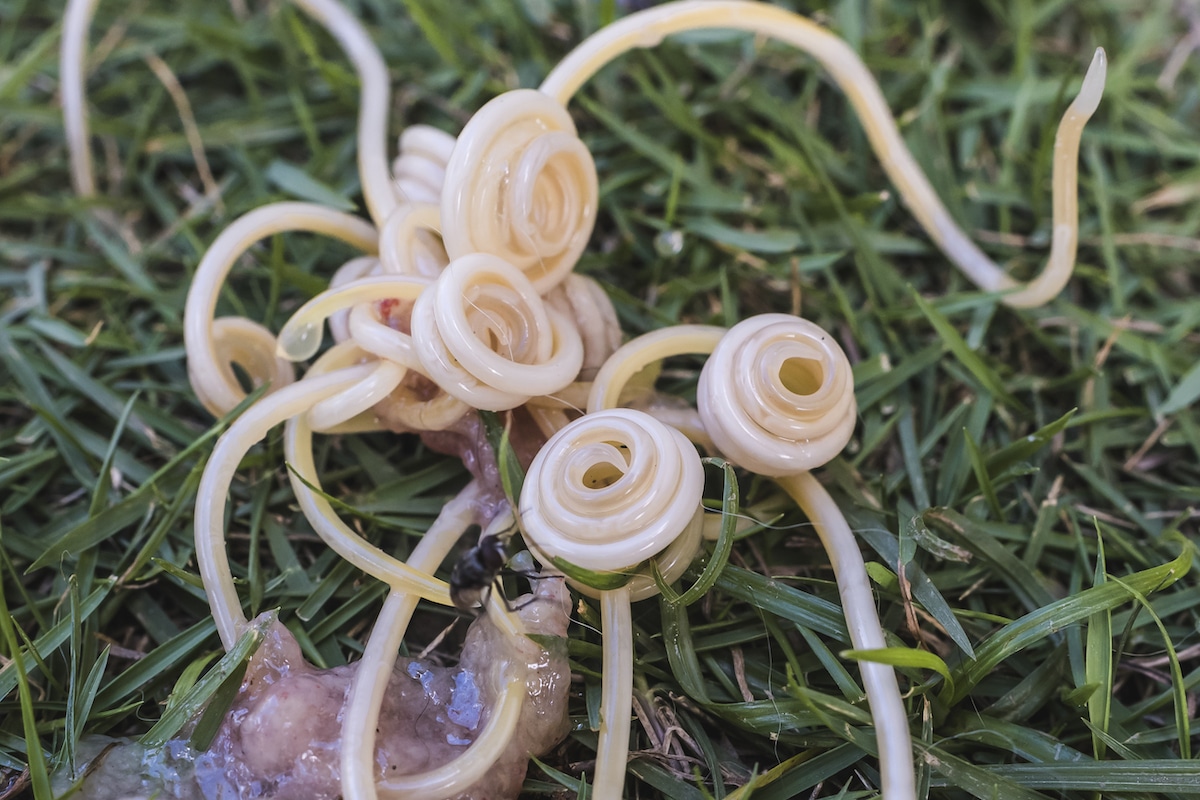 What Roundworms Look Like From A Dogs Poop