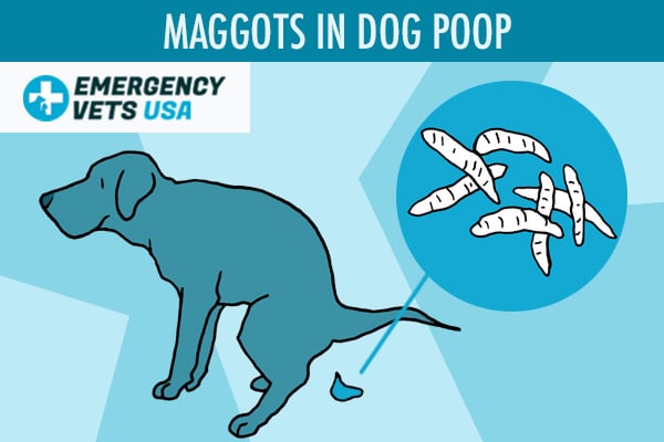 Why Are There Maggots In My Dogs Poop