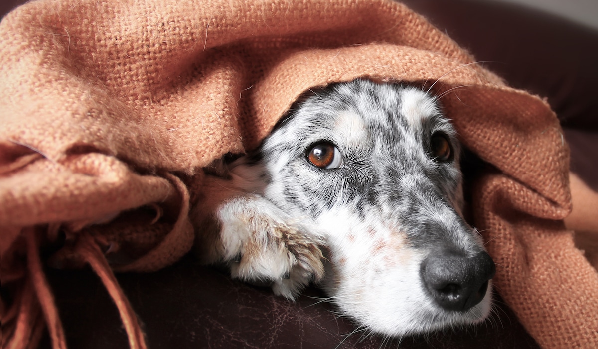 Dog Is Cold Under A Blanket To Get Warm