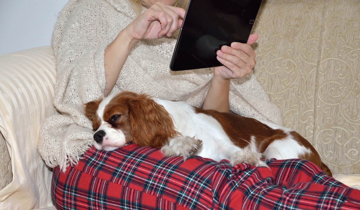 Dog Laying On A Woman's Lap Sleeping