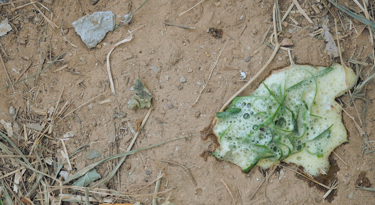 Green Dog Vomit Caused By Eating Grass