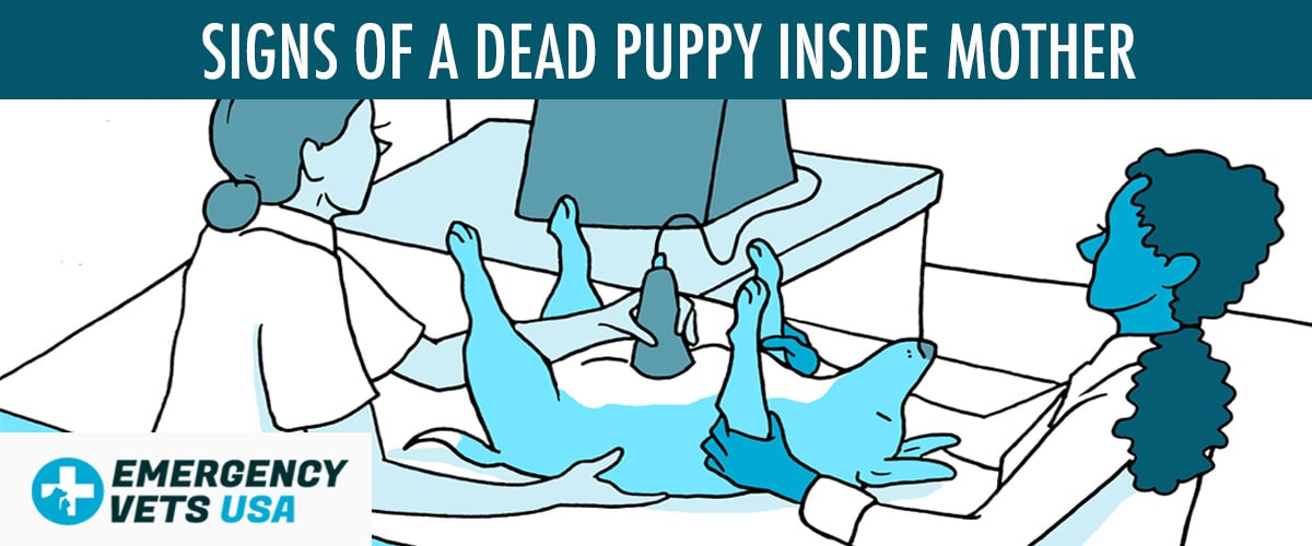 Signs Of A Dead Puppy Inside Of Mothers Womb