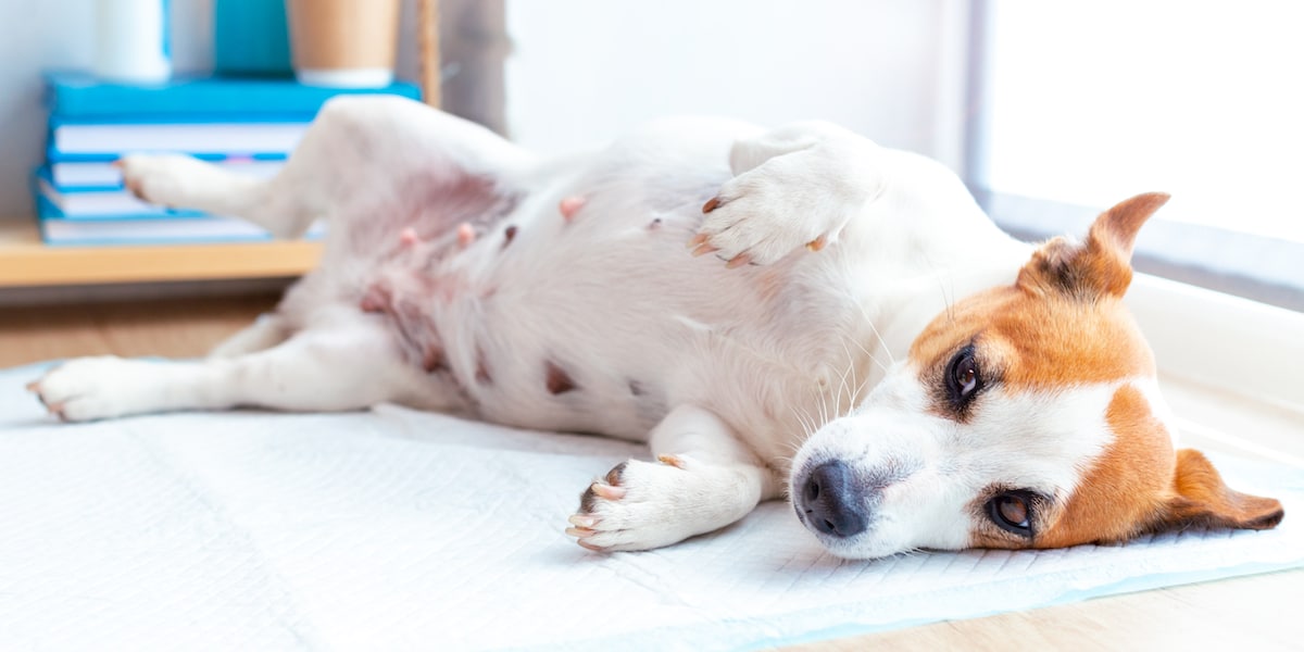 Treating A Pregnant Dog With Dead Puppies Inside