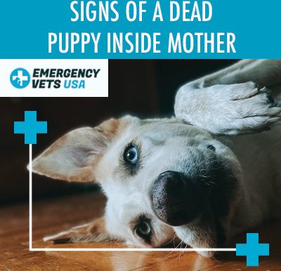 What Are Signs Of A Dead Puppy Inside Of Mother