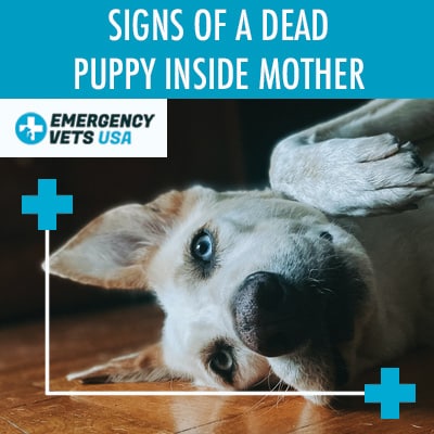 should i remove dead puppy from mother