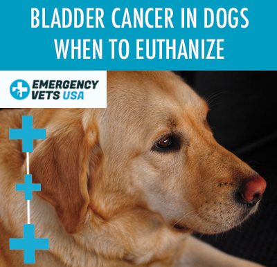 Bladder Cancer In Dogs When To Euthanize