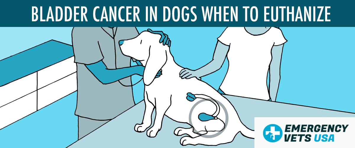 When To Euthanize A Dog With Bladder Cancer