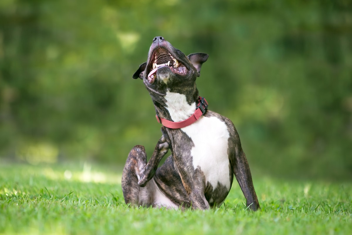 Dog With Summer Itch