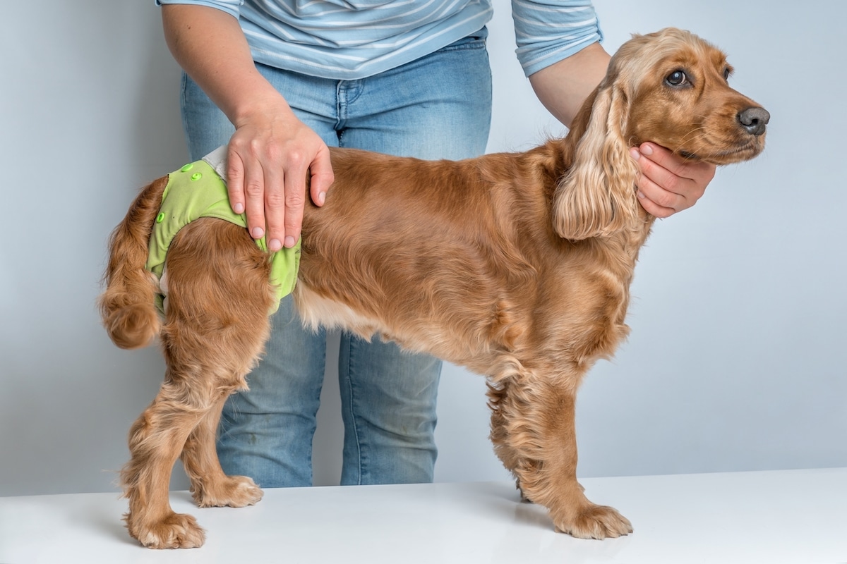 Female Dog In Heat Wearing Hygiene Pants