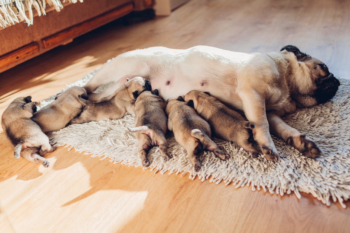 Newborn puppies sucking on nipples