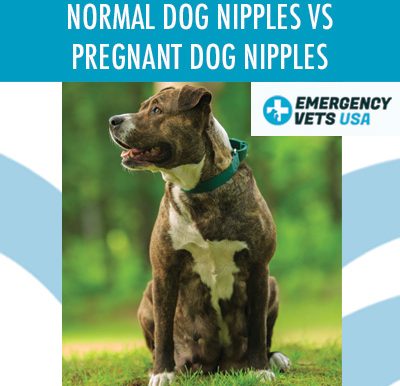 Normal Dog Nipples Vs Pregnant