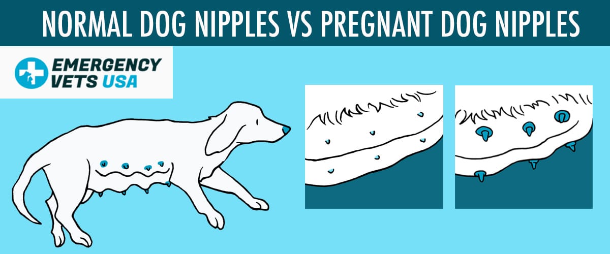 Normal Dog Nipples Vs Pregnant Dog Nipples