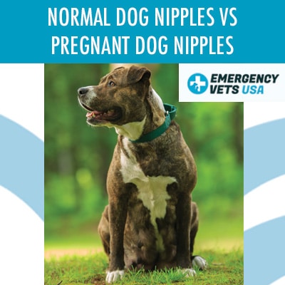 pregnant dog nipples 6 weeks