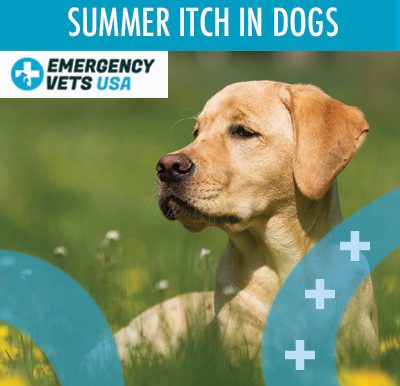 Summer Itch In Dogs