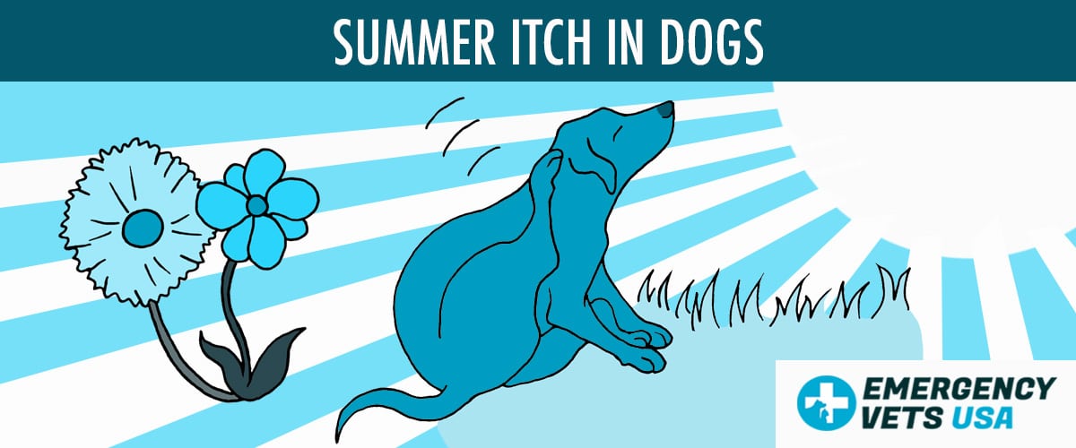 What Is Summer Itch In Dogs