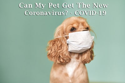 Can My Dog Get Coronavirus