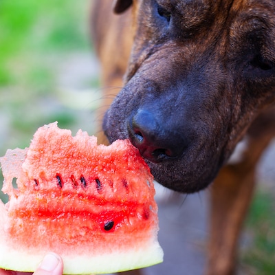 Dog eating a watermelon