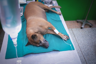 Dog with Parvovirus at a vet