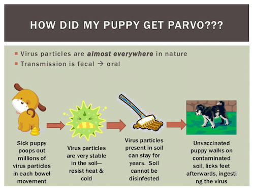 How did my puppy get parvo