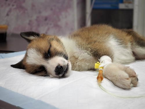 How to treat parvovirus in dogs - dog with an IV