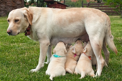 Labrador with her new puppies after being pregnant for 63 days