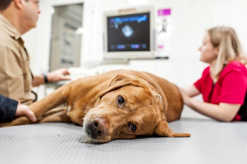 Common Pregnant Dog Emergencies To Watch Out For