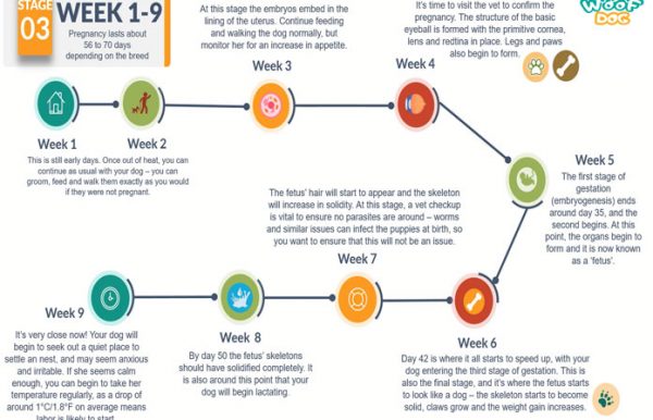 Dog Pregnancy Week by Week Calendar