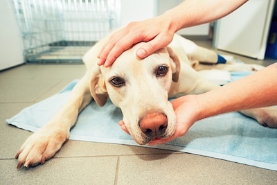 Dog waking up from anesthesia after surgery.